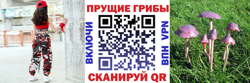 Псилоцибиновые грибы прущие грибы  Сорочинск 